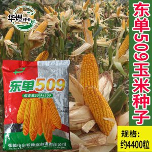 东单509玉米种子简介 东单509玉米品种概况