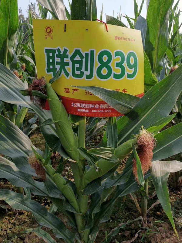 联创839玉米品种介绍