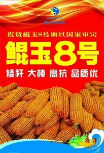 鲲玉8号玉米品种简介 介绍鲲玉8号玉米品种