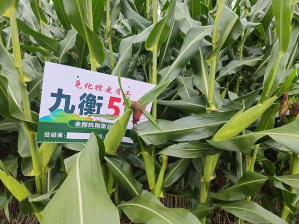 黄金粮my73玉米种品种简介