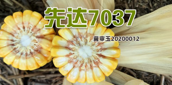 良玉119玉米种介绍