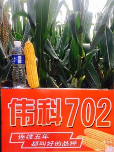 伟科702玉米种子简介 伟科702玉米种子概要