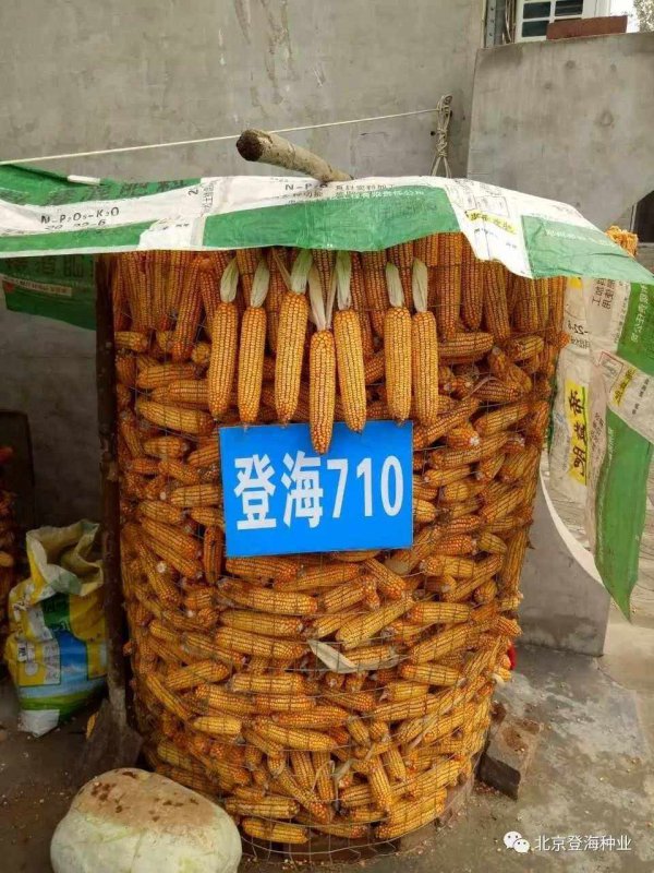 登海710玉米品种简介
