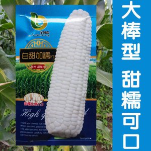 田园霸王981玉米种子简介 981玉米种子田园霸王简介