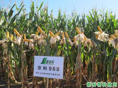 华农658玉米品种简介 介绍华农658玉米品种