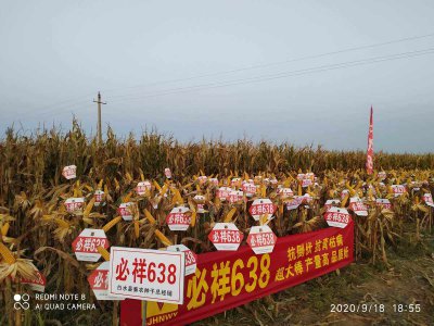 必祥199玉米种子简介 必祥199玉米种子概述