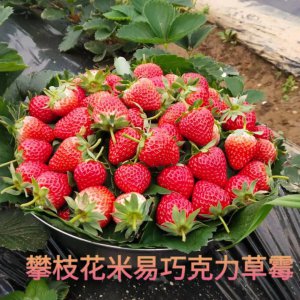 介绍巧克力草莓是什么品种 介绍巧克力覆盖草莓的品种