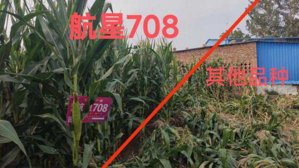 航星708玉米品种简介