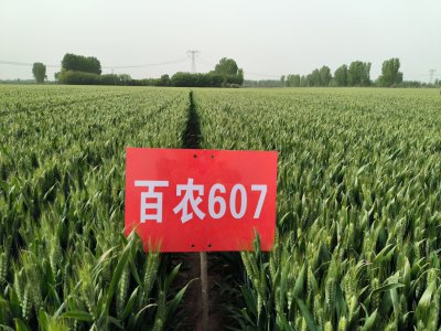 河南最超高产小麦品种排行榜 河南超级高产小麦品种榜
