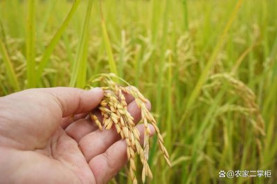 中科发5号水稻品种简介 中科发5号水稻品种概述