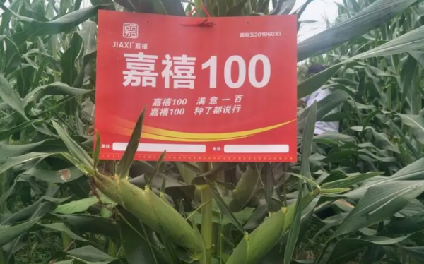 嘉禧100玉米品种介绍