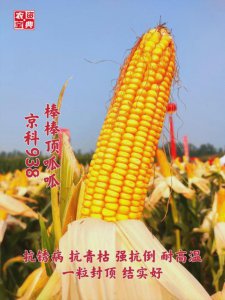 京科999玉米品种介绍 京科999玉米种类简介