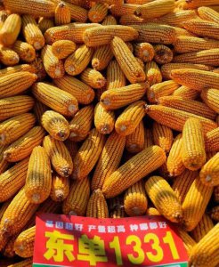 东单119玉米种子简介 东单119玉米种子介绍