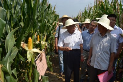 金博士818玉米种介绍 金博士818玉米种详细介绍