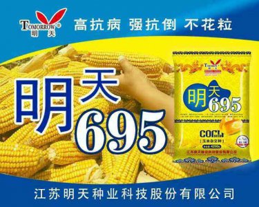 明天695玉米种子简介 695玉米种子明天介绍