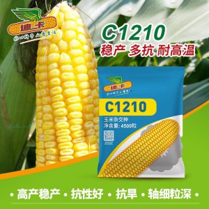 美联5931玉米种子简介 美联5931玉米种子概要