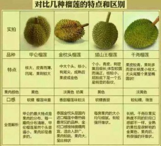 榴莲好吃的品种十大排名 榴莲美味排行榜前十