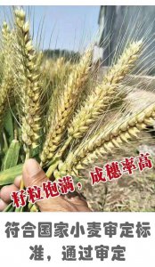 中国十大小麦新品种前十名 中国最新十大小麦品种排名Top10