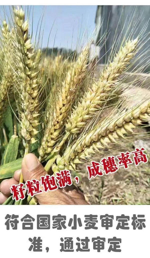 中国十大小麦新品种前十名