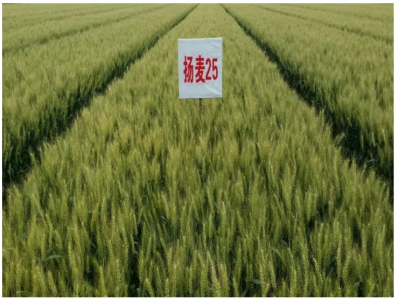 鑫麦296小麦品种简介 鑫麦296小麦种特点介绍