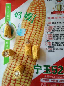 先玉335玉米种简介 先玉335玉米种概要