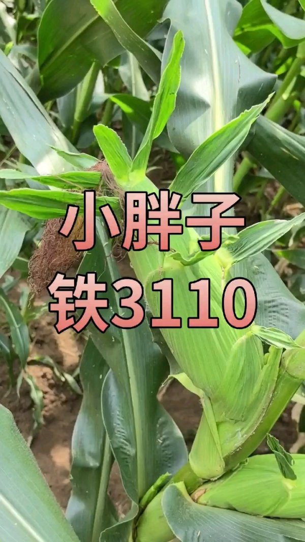 铁391玉米种子介绍