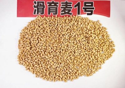 冠麦1号小麦品种简介 介绍冠麦1号小麦品种