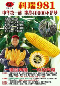 科瑞981玉米品种介绍 科瑞981玉米品种概述