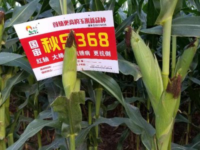 秋乐368玉米品种介绍 秋季368号玉米品种概述