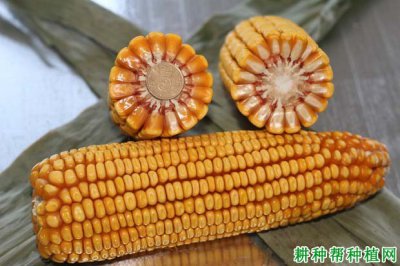 良玉188玉米种简介 良玉188玉米种概要