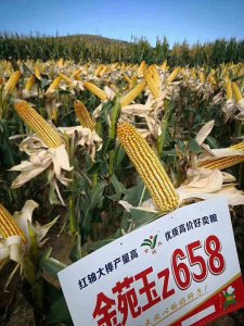 金苑玉z658玉米种子简介 介绍金苑玉z658玉米种子