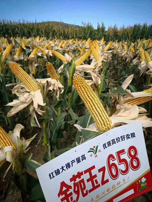 金苑玉z658玉米种子简介