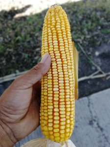 迪卡c1563玉米种子简介 迪卡c1563玉米种子概要