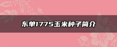 东单1775玉米种子简介 东单1775号玉米种子概要