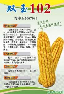 排名第一的玉米品种 玉米中的冠军品种