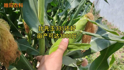 亩产3000斤的玉米品种 产量3000斤的优质玉米品种