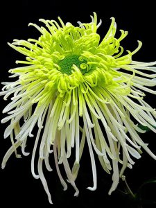 十大名贵菊花品种大全 十种珍贵菊花品种盘点