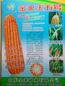 2022年最好的玉米种子排行榜 2022年最优质的玉米品种推荐