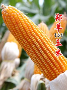 鲁单9088玉米种介绍 鲁单9088玉米品种特点分享