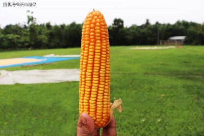 迪卡3288玉米种子简介 迪卡3288玉米种子概要