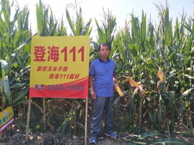 登海1717玉米种子简介 海登1717 玉米种子介绍