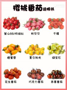 西红柿品种十大排名详情介绍 详解西红柿品种前十排名
