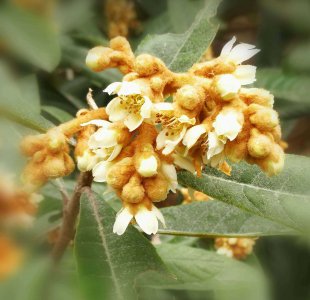 枇杷花采摘花蕾还是花朵 枇杷花摘取时应选择花蕾还是花朵？