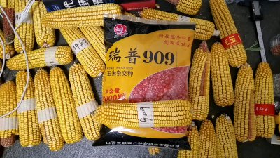中单909玉米品种介绍 中单909玉米品种简介
