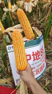 中地868玉米种子介绍 中地868玉米种子特点说明