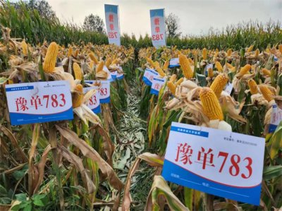 豫单802玉米种子介绍 802玉米种子特点详解