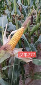 汉单135玉米种简介 汉单135玉米品种概述