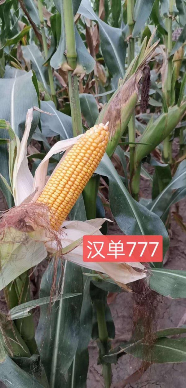 汉单135玉米种简介