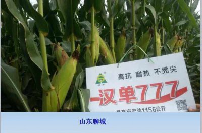 中选777玉米种子简介 777玉米种子介绍