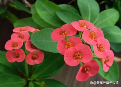 十大养不死的花草而且便宜 十种廉价易养的花草必备